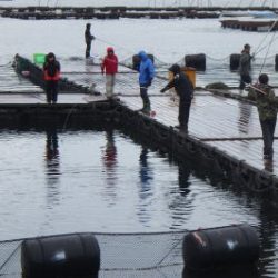 淡路じゃのひれフィッシングパーク 釣果