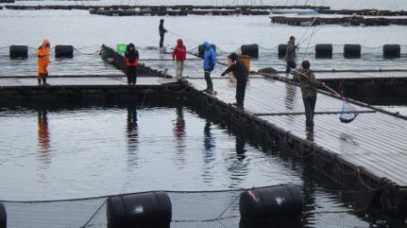 淡路じゃのひれフィッシングパーク 釣果