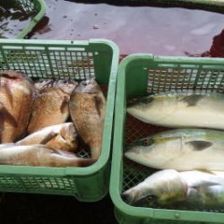淡路じゃのひれフィッシングパーク 釣果