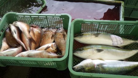 淡路じゃのひれフィッシングパーク 釣果