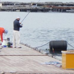 淡路じゃのひれフィッシングパーク 釣果