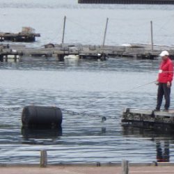 淡路じゃのひれフィッシングパーク 釣果