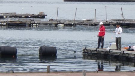 淡路じゃのひれフィッシングパーク 釣果