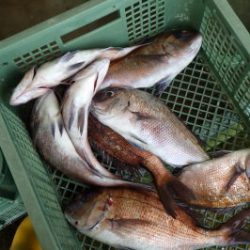 淡路じゃのひれフィッシングパーク 釣果