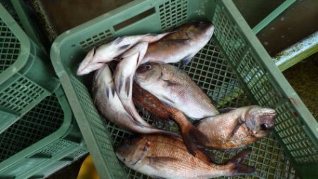 淡路じゃのひれフィッシングパーク 釣果