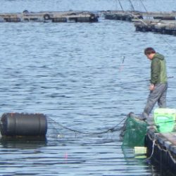 淡路じゃのひれフィッシングパーク 釣果
