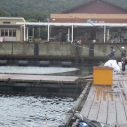 淡路じゃのひれフィッシングパーク 釣果