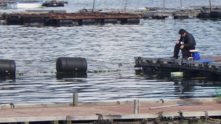 淡路じゃのひれフィッシングパーク 釣果