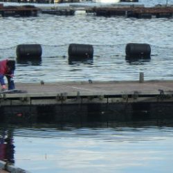 淡路じゃのひれフィッシングパーク 釣果