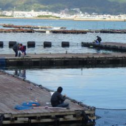 淡路じゃのひれフィッシングパーク 釣果