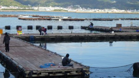 淡路じゃのひれフィッシングパーク 釣果