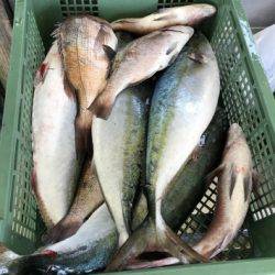 淡路じゃのひれフィッシングパーク 釣果