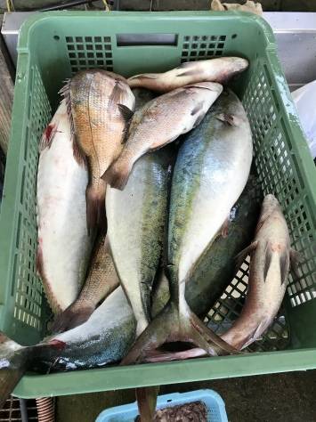 淡路じゃのひれフィッシングパーク 釣果