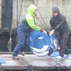 淡路じゃのひれフィッシングパーク 釣果