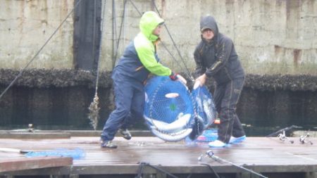 淡路じゃのひれフィッシングパーク 釣果