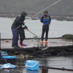 淡路じゃのひれフィッシングパーク 釣果