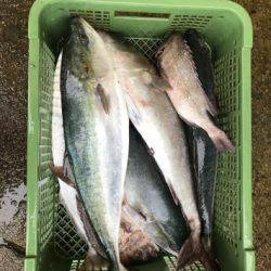 淡路じゃのひれフィッシングパーク 釣果