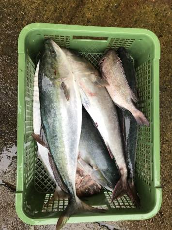 淡路じゃのひれフィッシングパーク 釣果