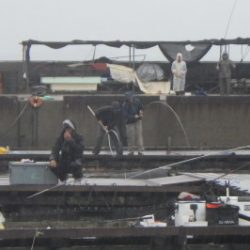 淡路じゃのひれフィッシングパーク 釣果