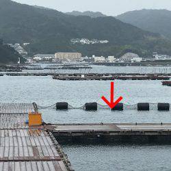 淡路じゃのひれフィッシングパーク 釣果