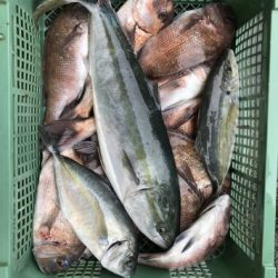 淡路じゃのひれフィッシングパーク 釣果