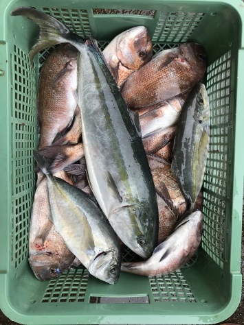 淡路じゃのひれフィッシングパーク 釣果