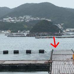 淡路じゃのひれフィッシングパーク 釣果