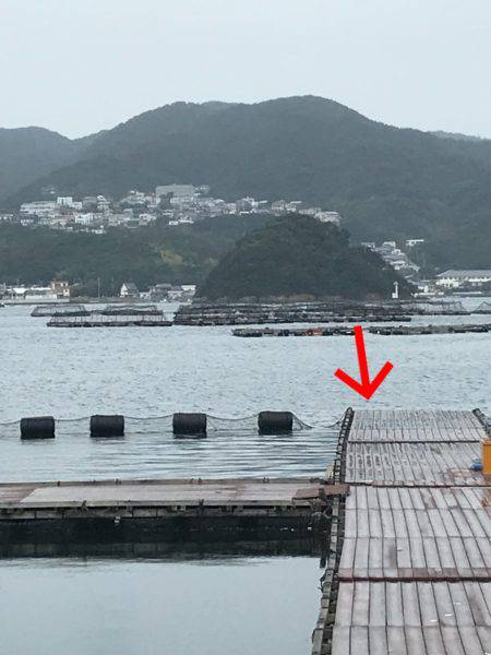 淡路じゃのひれフィッシングパーク 釣果