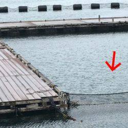 淡路じゃのひれフィッシングパーク 釣果