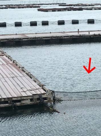 淡路じゃのひれフィッシングパーク 釣果