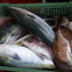 淡路じゃのひれフィッシングパーク 釣果