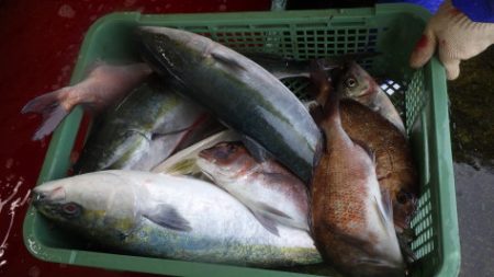 淡路じゃのひれフィッシングパーク 釣果