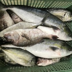 淡路じゃのひれフィッシングパーク 釣果