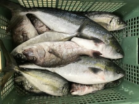 淡路じゃのひれフィッシングパーク 釣果