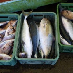 淡路じゃのひれフィッシングパーク 釣果