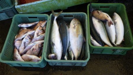 淡路じゃのひれフィッシングパーク 釣果