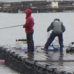 淡路じゃのひれフィッシングパーク 釣果