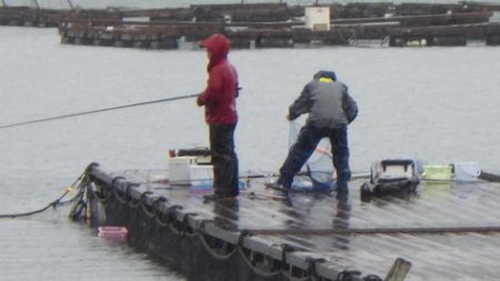 淡路じゃのひれフィッシングパーク 釣果