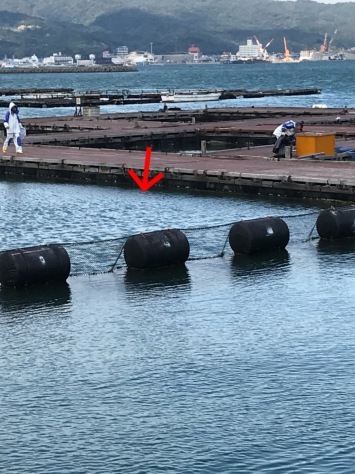 淡路じゃのひれフィッシングパーク 釣果