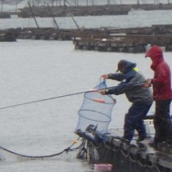 淡路じゃのひれフィッシングパーク 釣果