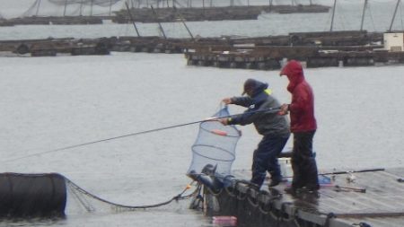 淡路じゃのひれフィッシングパーク 釣果