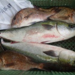 淡路じゃのひれフィッシングパーク 釣果