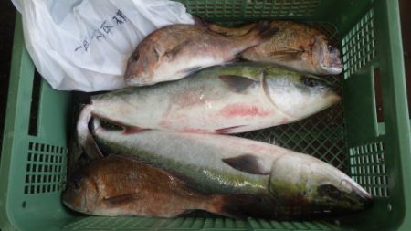 淡路じゃのひれフィッシングパーク 釣果