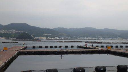 淡路じゃのひれフィッシングパーク 釣果