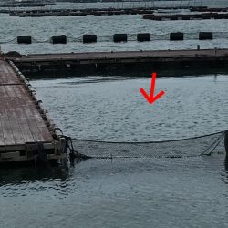 淡路じゃのひれフィッシングパーク 釣果