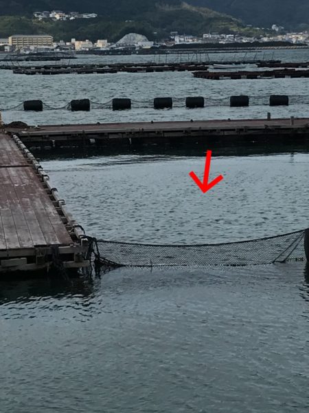 淡路じゃのひれフィッシングパーク 釣果