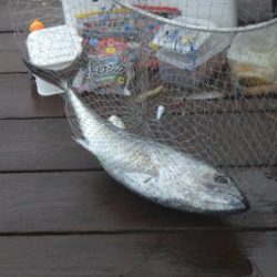 淡路じゃのひれフィッシングパーク 釣果