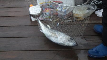 淡路じゃのひれフィッシングパーク 釣果