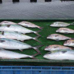 淡路じゃのひれフィッシングパーク 釣果