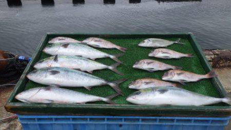 淡路じゃのひれフィッシングパーク 釣果